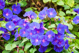 Attēlu rezultāti vaicājumam “Convolvulaceae”