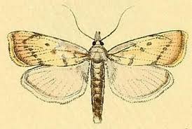 Attēlu rezultāti vaicājumam “Calamotropha paludella”