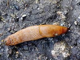 Attēlu rezultāti vaicājumam “Krynickillus melanocephalus”