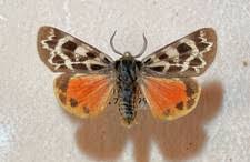 Attēlu rezultāti vaicājumam “Arctiidae”