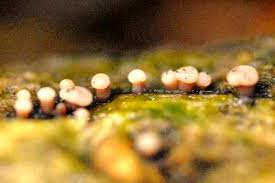 Attēlu rezultāti vaicājumam “Hymenoscyphus imberbis”