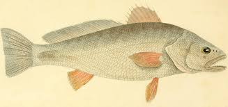 Image result for Argyrosomus regius