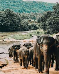 Image result for pinawella