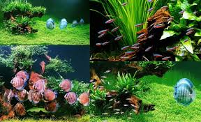 Znalezione obrazy dla zapytania takashi amano%