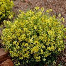 Attēlu rezultāti vaicājumam “Verbascum”