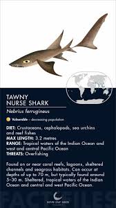 Image result for Acroteriobatus blochii