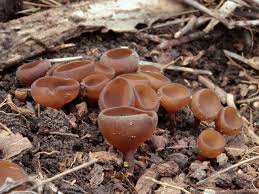 Attēlu rezultāti vaicājumam “Dumontinia tuberosa”