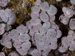 Attēlu rezultāti vaicājumam “Physarum diderma”