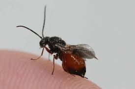 Attēlu rezultāti vaicājumam “Diplolepis rosae”