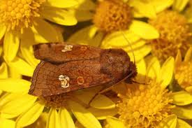 Attēlu rezultāti vaicājumam “Amphipoea”