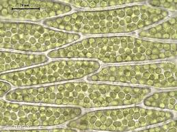 Attēlu rezultāti vaicājumam “Plagiothecium nemorale”