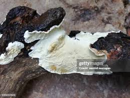 Attēlu rezultāti vaicājumam “Phlebia centrifuga”