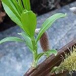 Attēlu rezultāti vaicājumam “Salix triandra fruit”