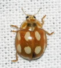 Attēlu rezultāti vaicājumam “Calvia decemguttata”