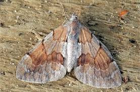 Attēlu rezultāti vaicājumam “Pennithera firmata”