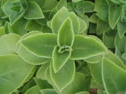 Attēlu rezultāti vaicājumam “Origanum vulgare leaf”