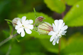 Attēlu rezultāti vaicājumam “Silene latifolia subsp. alba flower”