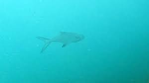 Image result for Lichia amia