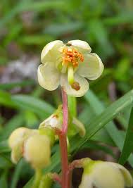Attēlu rezultāti vaicājumam “Pyrola chlorantha”