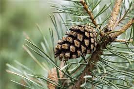 Attēlu rezultāti vaicājumam “Pinus sylvestris fruit”