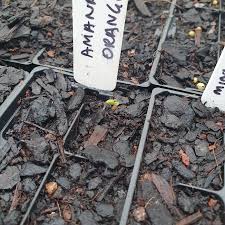 Afbeeldingsresultaat voor amana orange beefsteak tomato