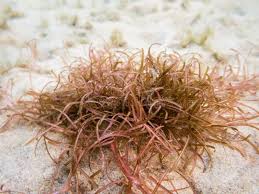 Attēlu rezultāti vaicājumam “Potamogeton gramineus”