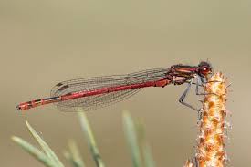 Attēlu rezultāti vaicājumam “Pyrrhosoma nymphula”