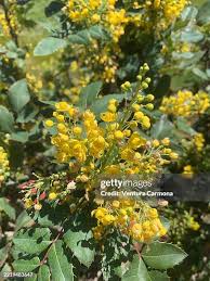 Attēlu rezultāti vaicājumam “Mahonia aquifolium flower”