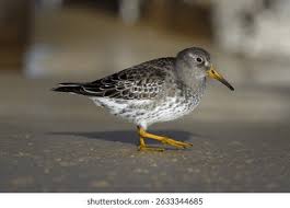 Attēlu rezultāti vaicājumam “Calidris maritima”