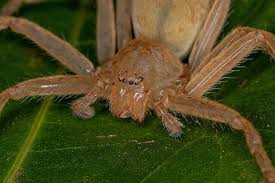 Attēlu rezultāti vaicājumam “Sparassidae”