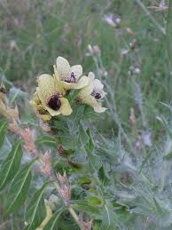 Attēlu rezultāti vaicājumam “Hyoscyamus niger flower”