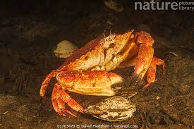 Image result for Metacarcinus magister