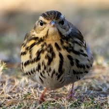 Image result for Anthus hodgsoni