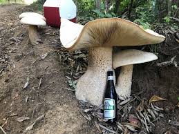 Image result for macrocybe titans