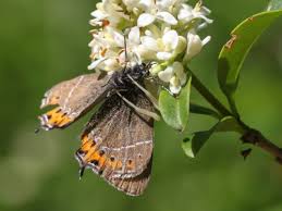 Attēlu rezultāti vaicājumam “Satyrium pruni”