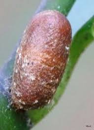 Attēlu rezultāti vaicājumam “Diprionidae”