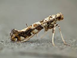 Attēlu rezultāti vaicājumam “Gracillaria syringella larva”