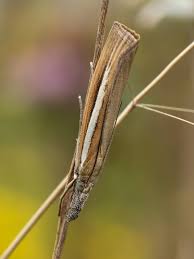 Attēlu rezultāti vaicājumam “Agriphila selasella”