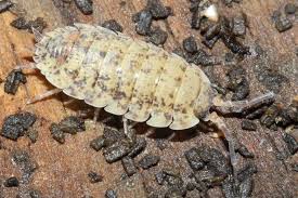Attēlu rezultāti vaicājumam “Porcellio scaber”