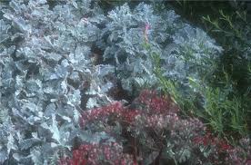 Image result for Chrysanthemum ptarmiciflorum