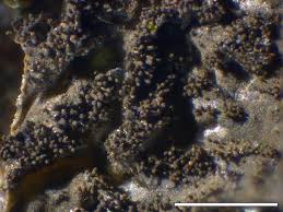 Attēlu rezultāti vaicājumam “Collema”