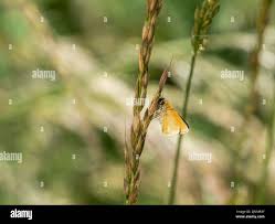 Attēlu rezultāti vaicājumam “Thymelicus lineola female”