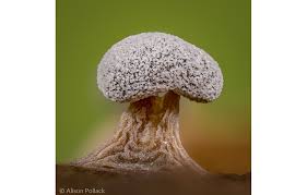 Attēlu rezultāti vaicājumam “Didymium squamulosum”