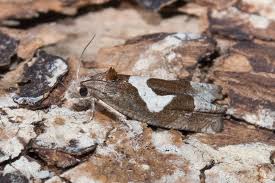 Attēlu rezultāti vaicājumam “Epiblema grandaevana”