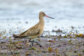 Attēlu rezultāti vaicājumam “Limosa lapponica”