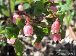 Attēlu rezultāti vaicājumam “Vaccinium uliginosum bud”