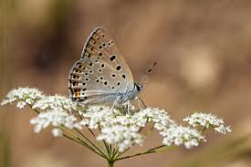 Attēlu rezultāti vaicājumam “Lycaena alciphron female”