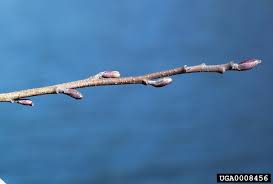 Attēlu rezultāti vaicājumam “Alnus glutinosa bud”