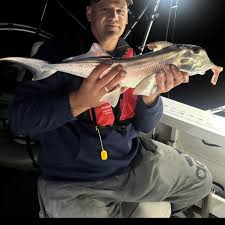 Image result for Callorhinchus capensis