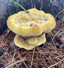 Attēlu rezultāti vaicājumam “Phaeolus schweinitzii”